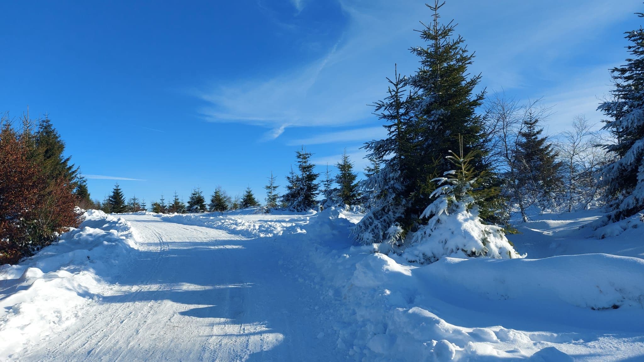 Snowy groomed forest trail on a clear winter day