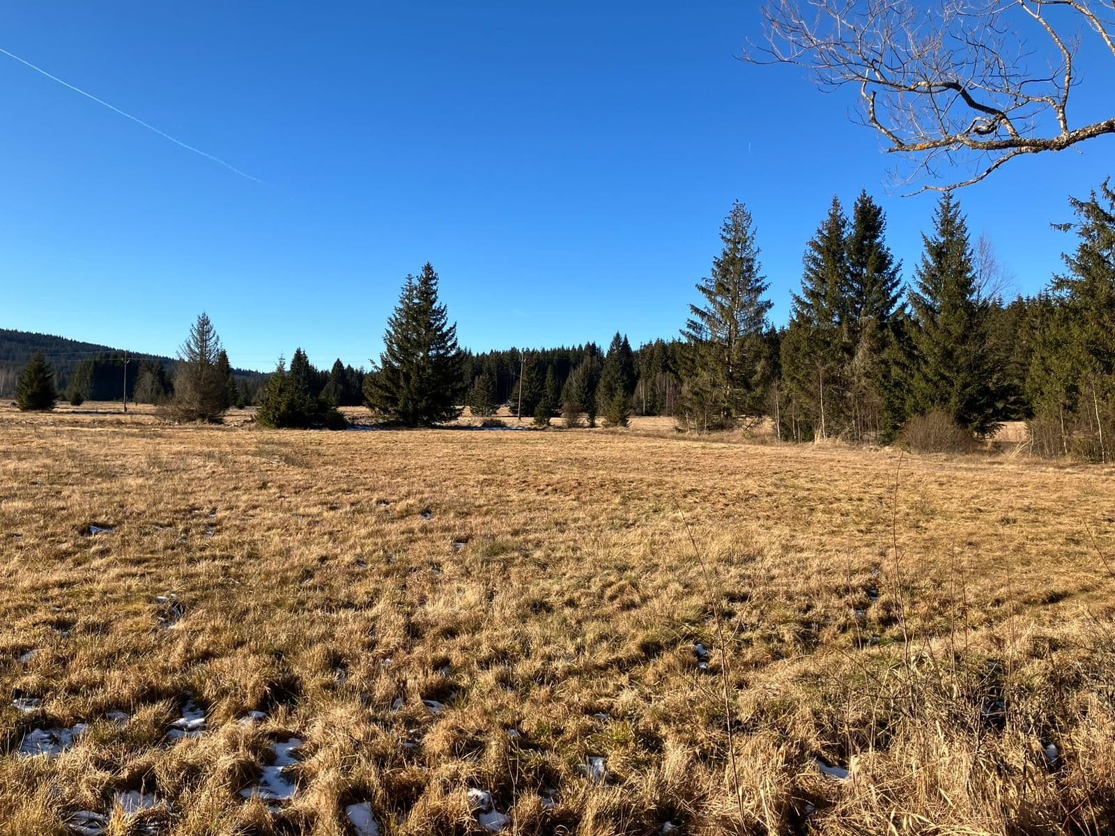 A Šumava meadow with forest on a sunny day